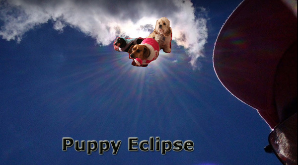 Puppy eclipse.